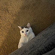 Nova is registered to the contest to win money with this photo: animal, carpet, cat, close_up, curious, cute, domestic_animal, ears, feline, fur, gray_patch, indoor, looking_up, paw, peeking, pet, soft_light, texture, whiskers, white_cat