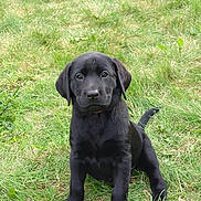 Nova is registered to the contest to win money with this photo: puppy, dog, black_labrador, grass, outdoor, pet, animal, sitting, young, cute, playful, ball, nature, green, canine, fur, adorable, collar, eyes, tail