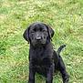 puppy, dog, black_labrador, grass, outdoor, pet, animal, sitting, young, cute, playful, ball, nature, green, canine, fur, adorable, collar, eyes, tail