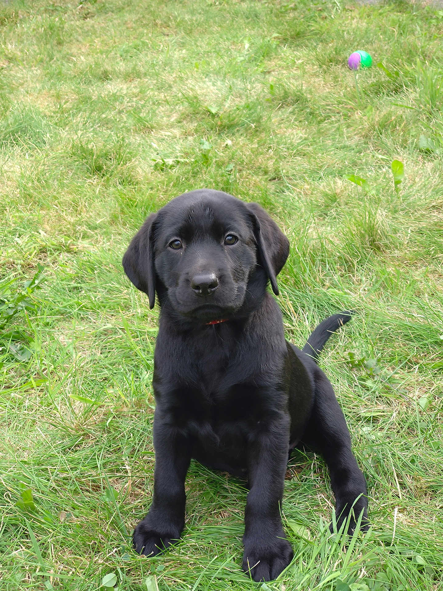 Nova
