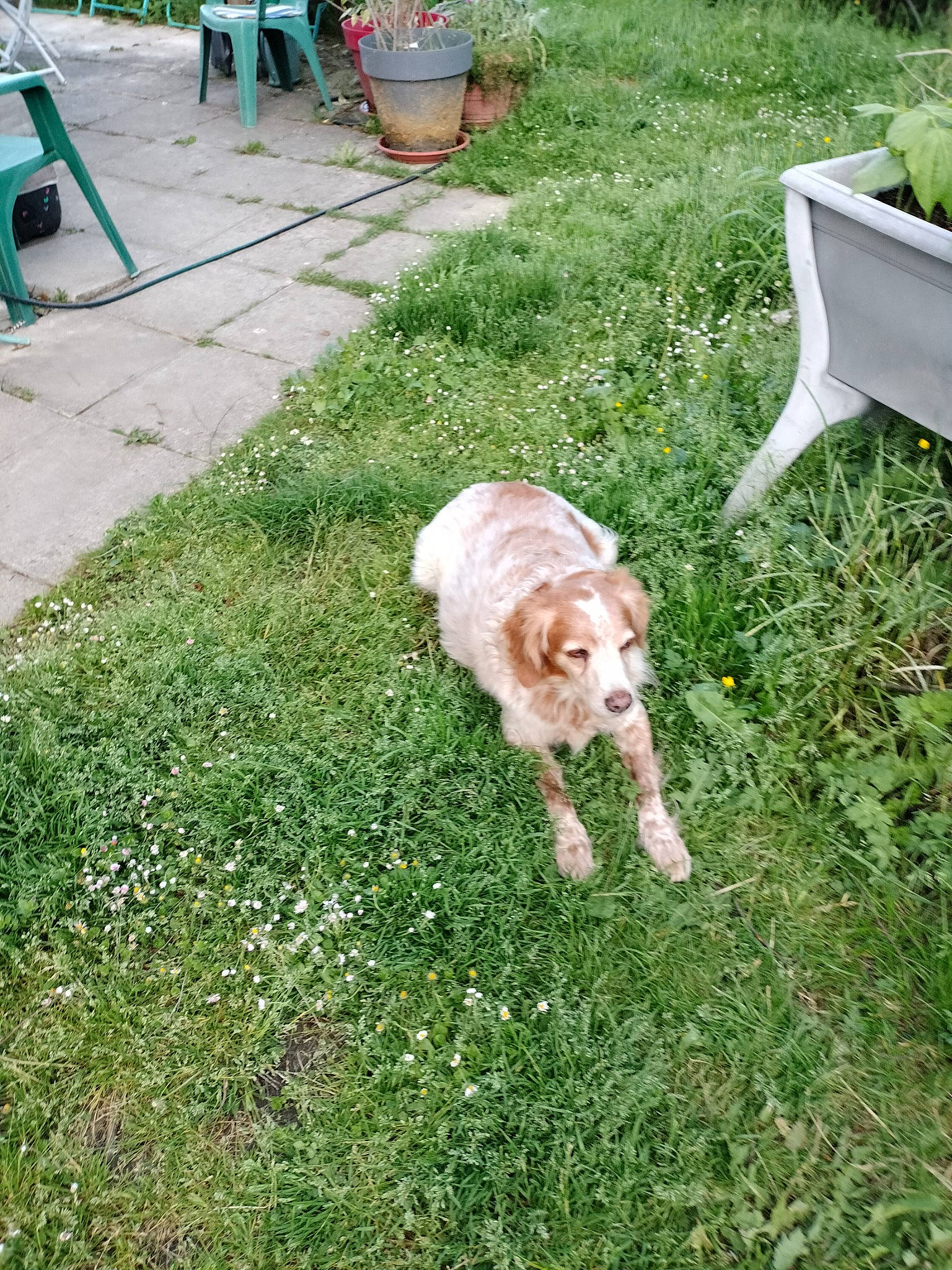 Espoir a rejoint le concours — aidez-le/la à gagner de superbes lots ! carnivore, chair, companion_dog, dog, dog_breed, fawn, felidae, fur, garden, grass, green, groundcover, lawn, outdoor_furniture, plant, sidewalk, small_to_medium_sized_cats, sporting_group, tail, working_animal