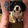 Rowdy Roo is registered to the contest to win money with this photo: puppy, dog, tattoo, legs, carpet, indoor, pet, cute, black_and_white, fur, animal, curious, small, young, front_paws, close_up, skin, blue_tattoo, dragon, domestic