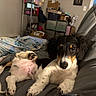animal, black_white_brown, blanket, couch, cozy, cute, dog, ears, fur, home, indoor, looking_at_camera, nose, paw_prints, pet, puppy, relaxed, sitting, tricolor, young_dog