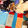 animal, carpet, closeup, colorful, cozy, dog, fabric, fur, home, indoor, laying, mouth, multicolor, patchwork_quilt, paws, pet, playful, texture, toy, woven_toy