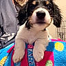Rowdy Roo joined the competition — help win amazing prizes! puppy, dog, pet, animal, cute, indoor, blanket, person, fur, black_and_white, young, close_up, resting, cozy, curious, face, paw, holding, crate, shirt