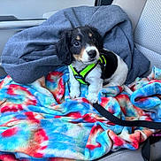 Rowdy Roo joined the competition — help win amazing prizes! puppy, dog, pet, car_seat, blanket, tie_dye, harness, black_and_white, curious, small_dog, cozy, indoor, seatbelt, fabric, colorful, fur, cute, animal, transport, vehicle