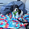 animal, black_and_white, blanket, car_seat, colorful, cozy, curious, cute, dog, fabric, fur, harness, indoor, pet, puppy, seatbelt, small_dog, tie_dye, transport, vehicle