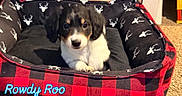 Rowdy Roo is registered to the contest to win money with this photo: puppy, dog_bed, plaid_pattern, indoor, carpet, toy, decor, black_and_white, cute, pet, animal, young_dog, resting, cozy, small_dog, face, ears, paw, background, colorful