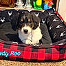 animal, background, black_and_white, carpet, colorful, cozy, cute, decor, dog_bed, ears, face, indoor, paw, pet, plaid_pattern, puppy, resting, small_dog, toy, young_dog