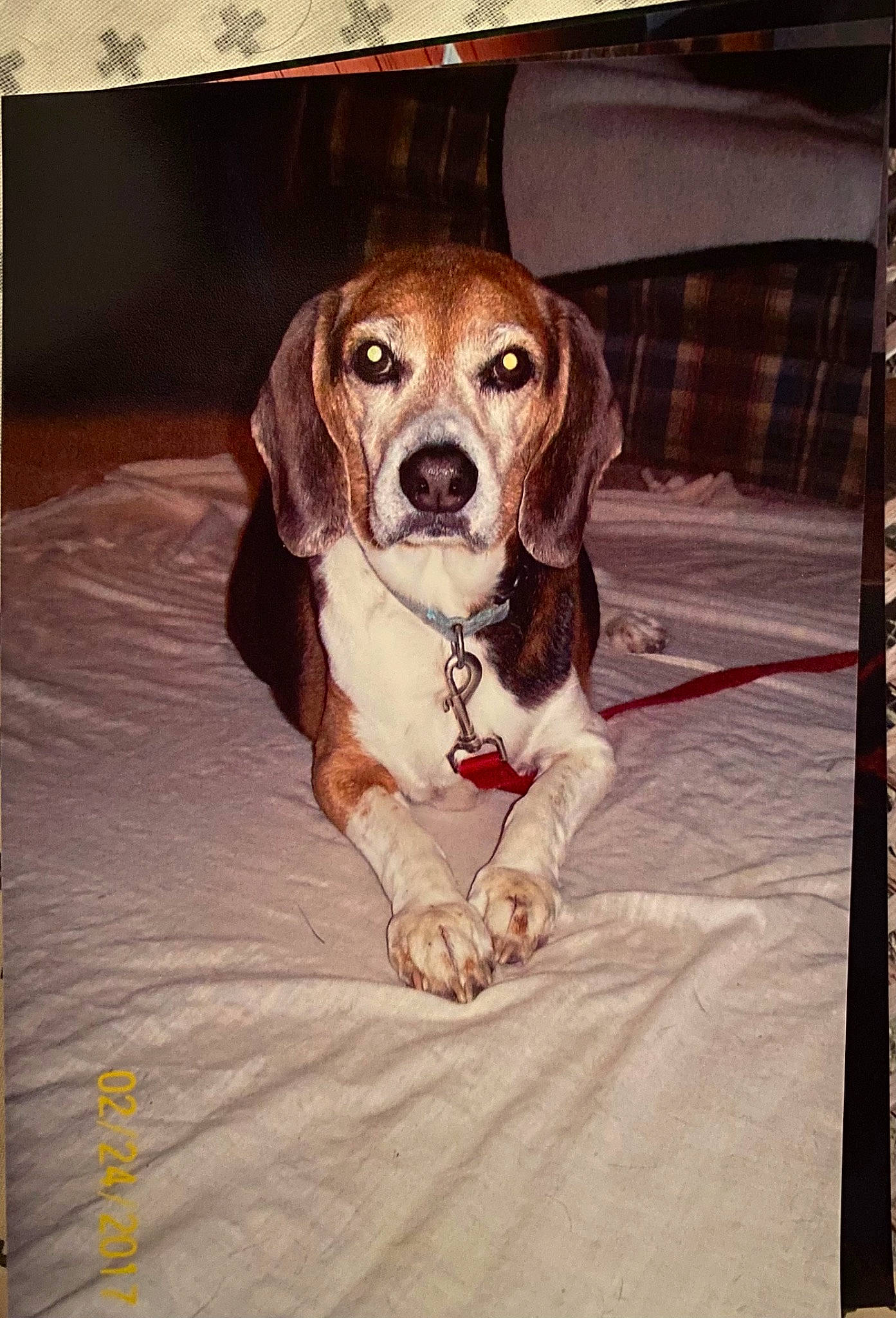 Huckleberry Hound is registered to the contest to win money with this photo: canidae, carnivore, collar, companion_dog, dog, dog_breed, dog_collar, dog_supply, fawn, fur, hound, leash, liver, pet_supply, scent_hound, snout, sporting_group, whiskers, wood, working_animal