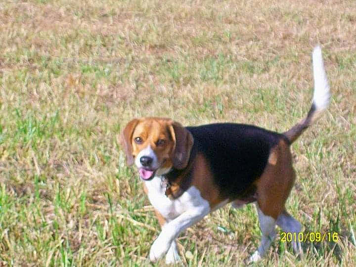 Huckleberry Hound joined the competition — help win amazing prizes! beagle, beagle_harrier, beaglier, carnivore, collar, companion_dog, dog, dog_breed, grass, hound, hunting_dog, plant, scent_hound, sporting_group, tail, terrestrial_animal, working_dog