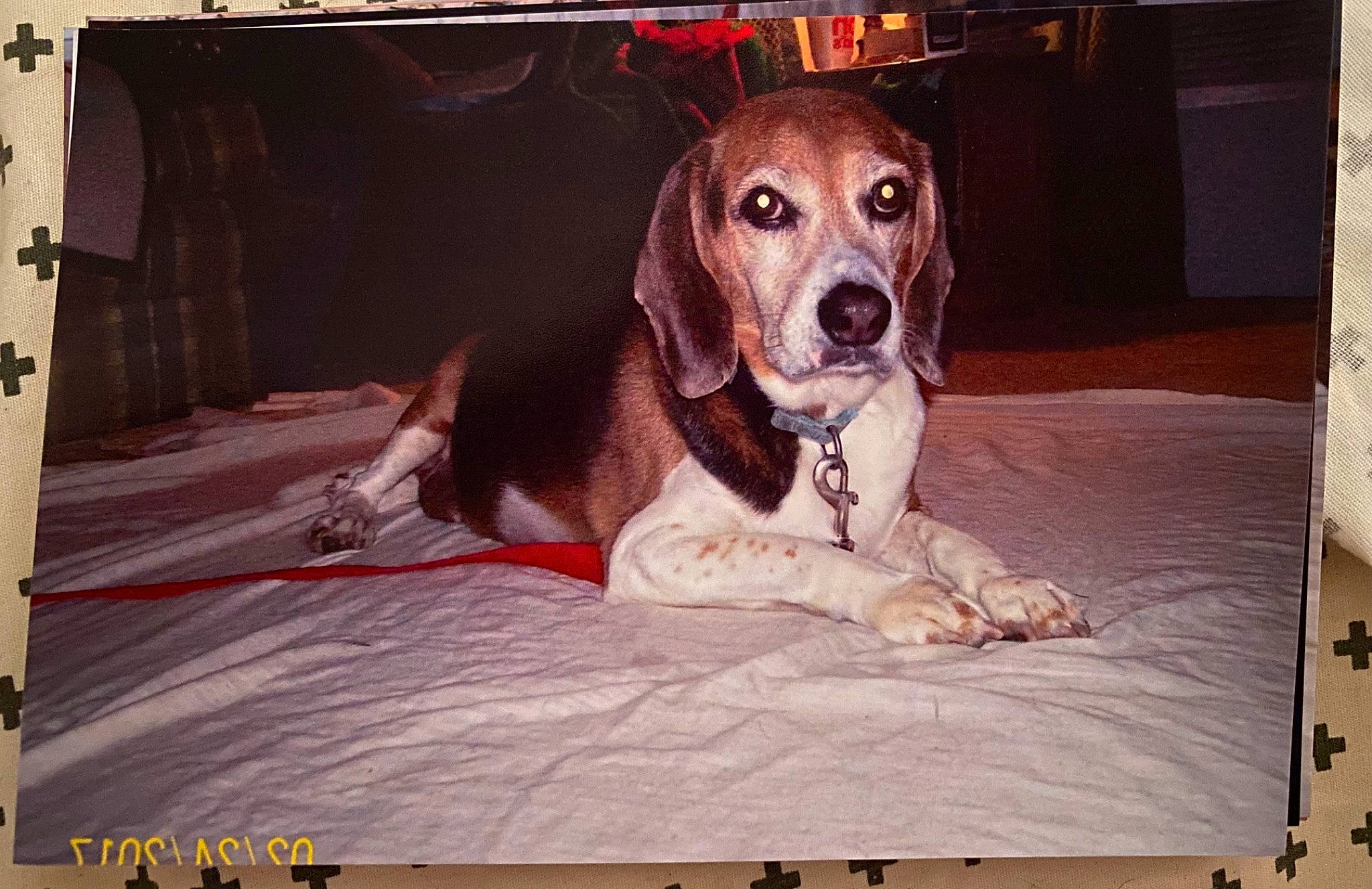 Huckleberry Hound is registered to the contest to win money with this photo: ball, canidae, carnivore, collar, companion_dog, dog, dog_breed, dog_crate, dog_supply, fawn, font, gun_dog, kennel, pet_supply, photo_caption, picture_frame, rectangle, service, whiskers, working_animal