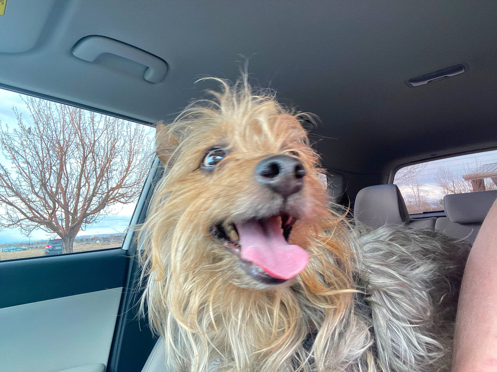 Lucky Doo joined the competition — help win amazing prizes! auto_part, automotive_mirror, automotive_window_part, canidae, car, carnivore, companion_dog, dog, dog_breed, fur, rear_view_mirror, small_terrier, snout, sporting_group, terrier, toy_dog, vehicle_door, window, windshield, working_animal