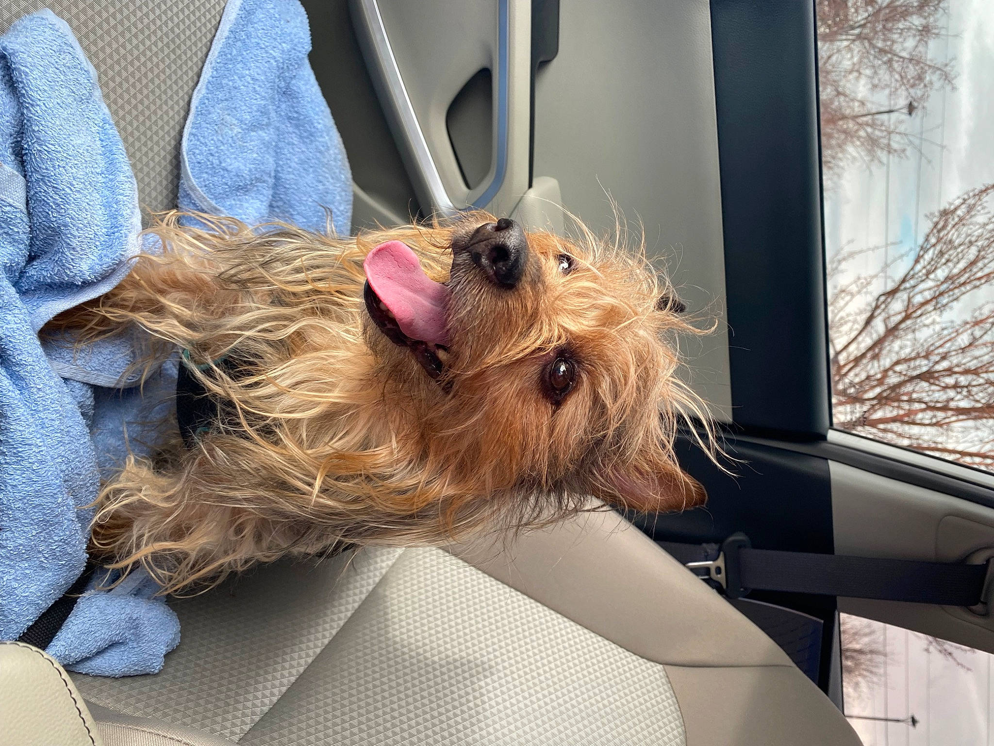 Lucky Doo joined the competition — help win amazing prizes! airedale_terrier, canidae, carnivore, collar, companion_dog, dog, dog_breed, dog_collar, fawn, fur, lakeland_terrier, liver, small_terrier, snout, sporting_group, terrier, vehicle, welsh_terrier, window, working_animal