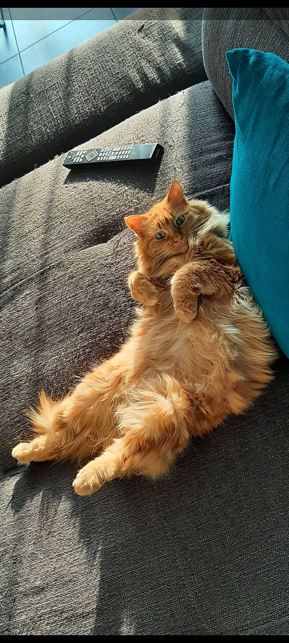 Ayrona participe au concours pour gagner de l'argent avec cette photo : canidae, carnivore, cat, claw, comfort, companion_dog, domestic_short_haired_cat, fawn, felidae, fur, human_leg, nap, paw, road_surface, sitting, small_to_medium_sized_cats, tail, terrestrial_animal, whiskers, wood