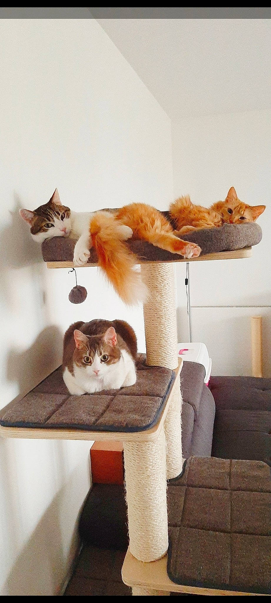 Ayrona participe au concours pour gagner de l'argent avec cette photo : carnivore, cat, chair, comfort, couch, fawn, felidae, furniture, hardwood, interior_design, room, shelf, shelving, small_to_medium_sized_cats, table, tail, textile, vertebrate, whiskers, wood
