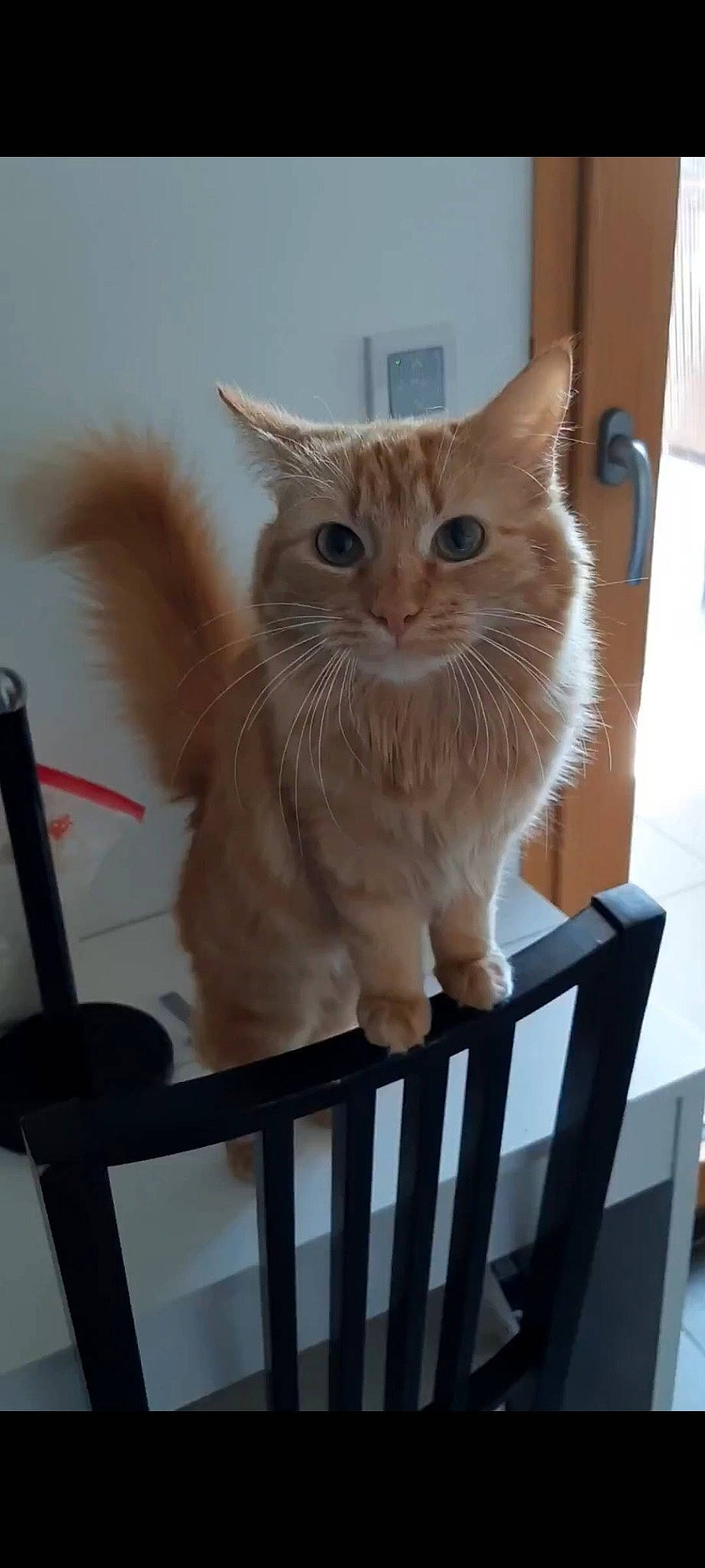 Ayrona a rejoint le concours — aidez-le/la à gagner de superbes lots ! balinese, box, cardboard, carnivore, cat, domestic_short_haired_cat, eye, fawn, felidae, flooring, fur, hardwood, paw, small_to_medium_sized_cats, snout, tail, whiskers, white, window, wood