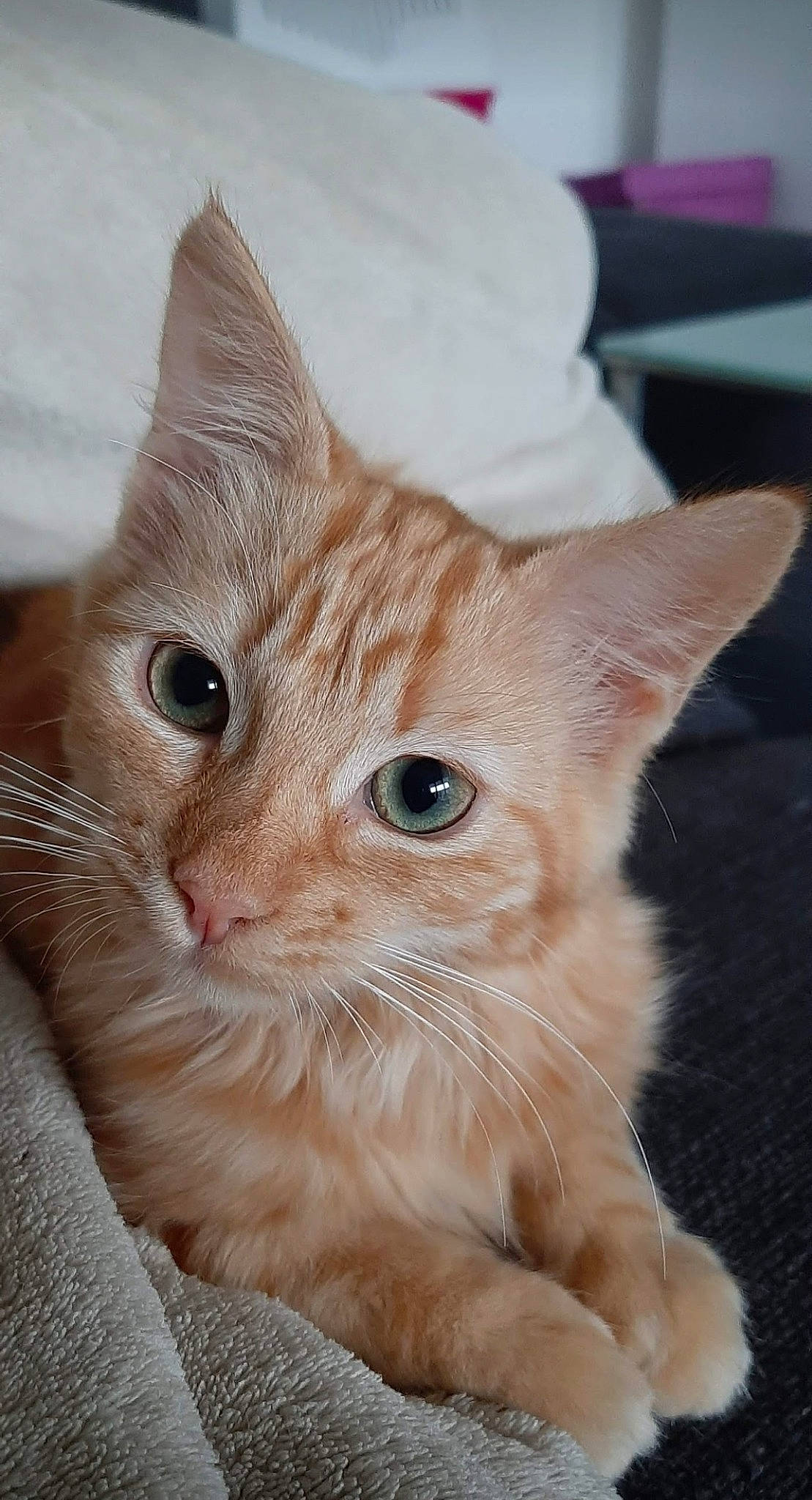 Ayrona a rejoint le concours — aidez-le/la à gagner de superbes lots ! carnivore, cat, claw, domestic_short_haired_cat, ear, eye, fawn, felidae, fur, head, paw, small_to_medium_sized_cats, snout, terrestrial_animal, whiskers