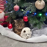 Mimi participe au concours pour gagner de l'argent avec cette photo : cat, christmas_tree, ornaments, red_baubles, gold_bauble, christmas_lights, tabby_cat, plush_toy, hedgehog_toy, santa_figure, white_tree_skirt, indoor, festive, holiday_decor, green_branches, floor, decorations, animal, cute, pet