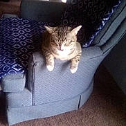 Tom joined the competition — help win amazing prizes! animal, armrest, blue, carpet, cat, chair, cozy, cute, domestic, furniture, home, indoor, patterned, paws, pet, relaxed, resting, sleeping, tabby, whiskers