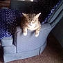 animal, armrest, blue, carpet, cat, chair, cozy, cute, domestic, furniture, home, indoor, patterned, paws, pet, relaxed, resting, sleeping, tabby, whiskers