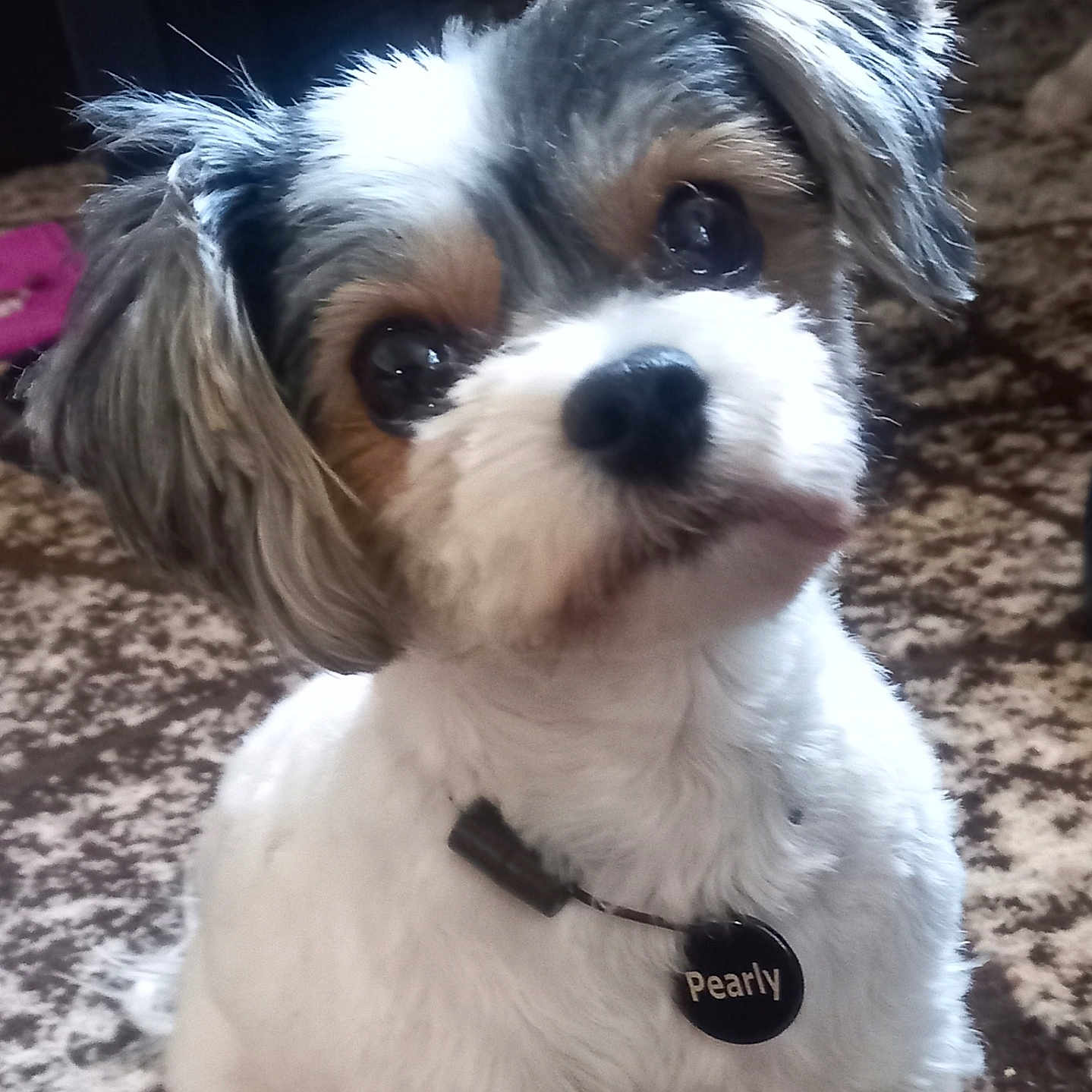 Pearly Longlegs is registered to the contest to win money with this photo: accessories, animal, canine, cockerspaniel, collar, dog, eskimodog, hound, leash, machine, papillon, pet, poodle, puppy, spoke, strap, terrier, whitedog