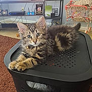 Simba is registered to the contest to win money with this photo: animal, basket, bell, black, carpet, cat, collar, ears, eyes, feline, fur, furniture, indoor, kitten, living_room, pet, stroller, tabby, toy, whiskers