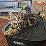 animal, basket, bell, black, carpet, cat, collar, ears, eyes, feline, fur, furniture, indoor, kitten, living_room, pet, stroller, tabby, toy, whiskers