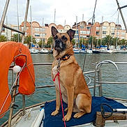 Sayann participe au concours pour gagner de l'argent avec cette photo : boat, buildings, calm, canine, collar, cushion, dock, dog, harbor, leash, life_buoy, marina, outdoor, palm_trees, pet, rope, sailboats, seaside, sky, water