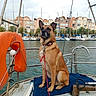 boat, buildings, calm, canine, collar, cushion, dock, dog, harbor, leash, life_buoy, marina, outdoor, palm_trees, pet, rope, sailboats, seaside, sky, water