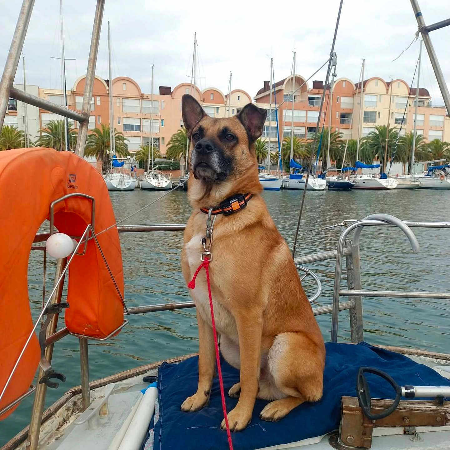 Sayann participe au concours pour gagner de l'argent avec cette photo : boat, buildings, calm, canine, collar, cushion, dock, dog, harbor, leash, life_buoy, marina, outdoor, palm_trees, pet, rope, sailboats, seaside, sky, water