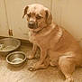 animal, cabinet, canine, companion, dog, domestic, floor, flooring, household, indoor, kitchen, metal_bowl, pet, quiet, resting, side_view, sitting, small_dog, tan, tile
