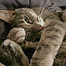 Dyva participe au concours pour gagner de l'argent avec cette photo : cat, gray_tabby, paw, whiskers, green_eye, fur, close_up, relaxed, sleepy, blanket, indoor, pet, cute, cozy, animal, mammal, resting, soft_texture, feline, curled_up