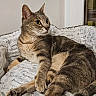 Dyva a rejoint le concours — aidez-le/la à gagner de superbes lots ! cat, tabby, animal, pet, feline, relaxing, lying_down, indoor, cozy, blanket, fur, whiskers, ears, tail, curious, resting, soft_texture, cute, domestic, comfortable