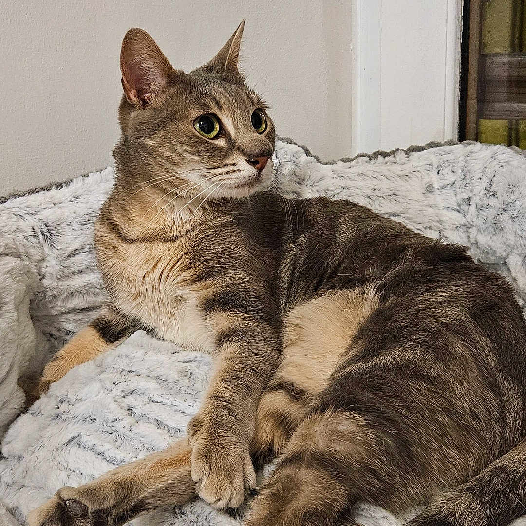 Dyva a rejoint le concours — aidez-le/la à gagner de superbes lots ! cat, tabby, animal, pet, feline, relaxing, lying_down, indoor, cozy, blanket, fur, whiskers, ears, tail, curious, resting, soft_texture, cute, domestic, comfortable