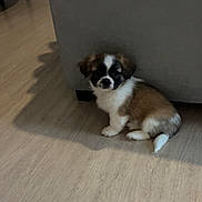 Aïko participe au concours pour gagner de l'argent avec cette photo : puppy, dog, floor, couch, indoor, pet, small, fluffy, brown, white, black, sitting, curious, furniture, home, animal, canine, cute, young, companion