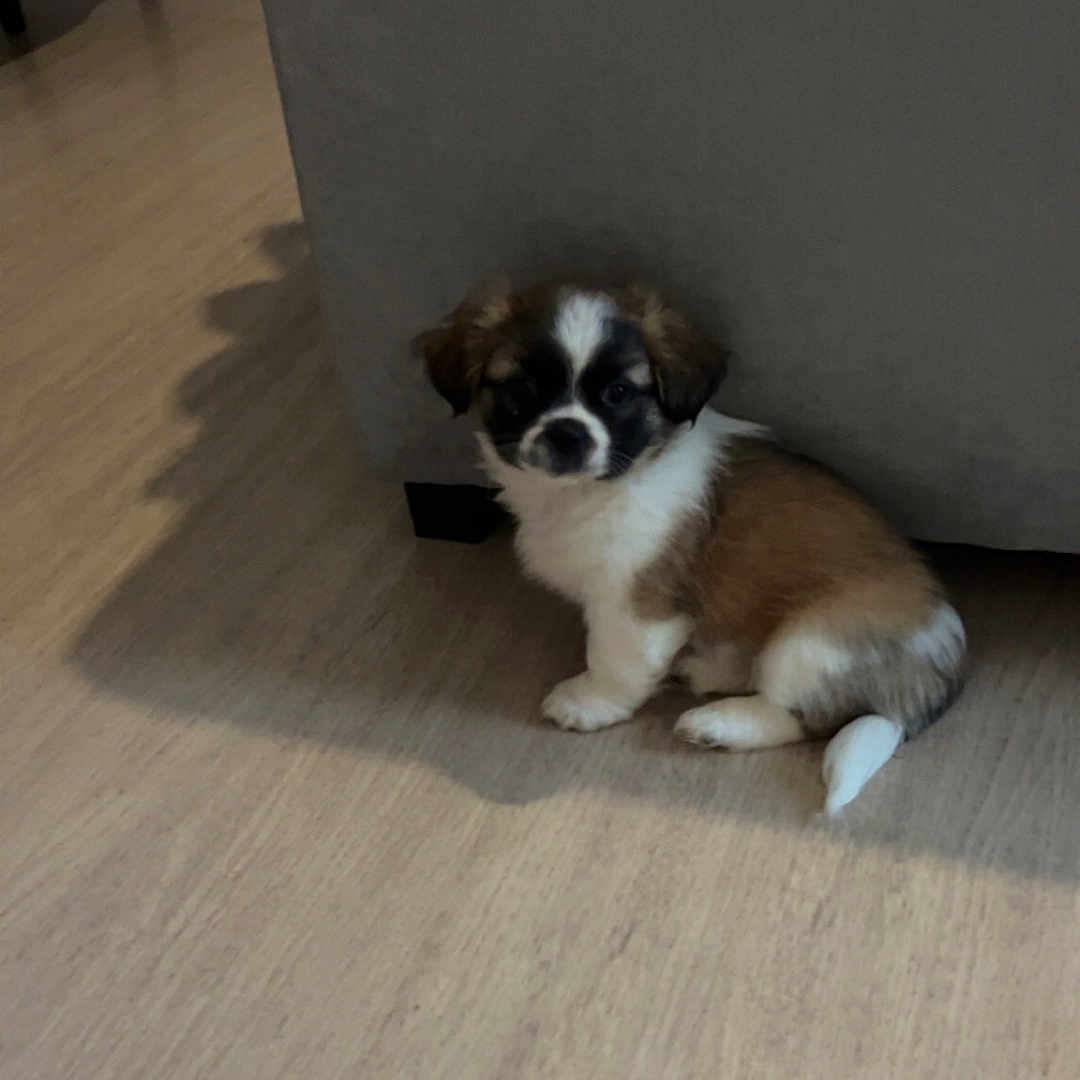 Aïko participe au concours pour gagner de l'argent avec cette photo : animal, black, brown, canine, companion, couch, curious, cute, dog, floor, fluffy, furniture, home, indoor, pet, puppy, sitting, small, white, young