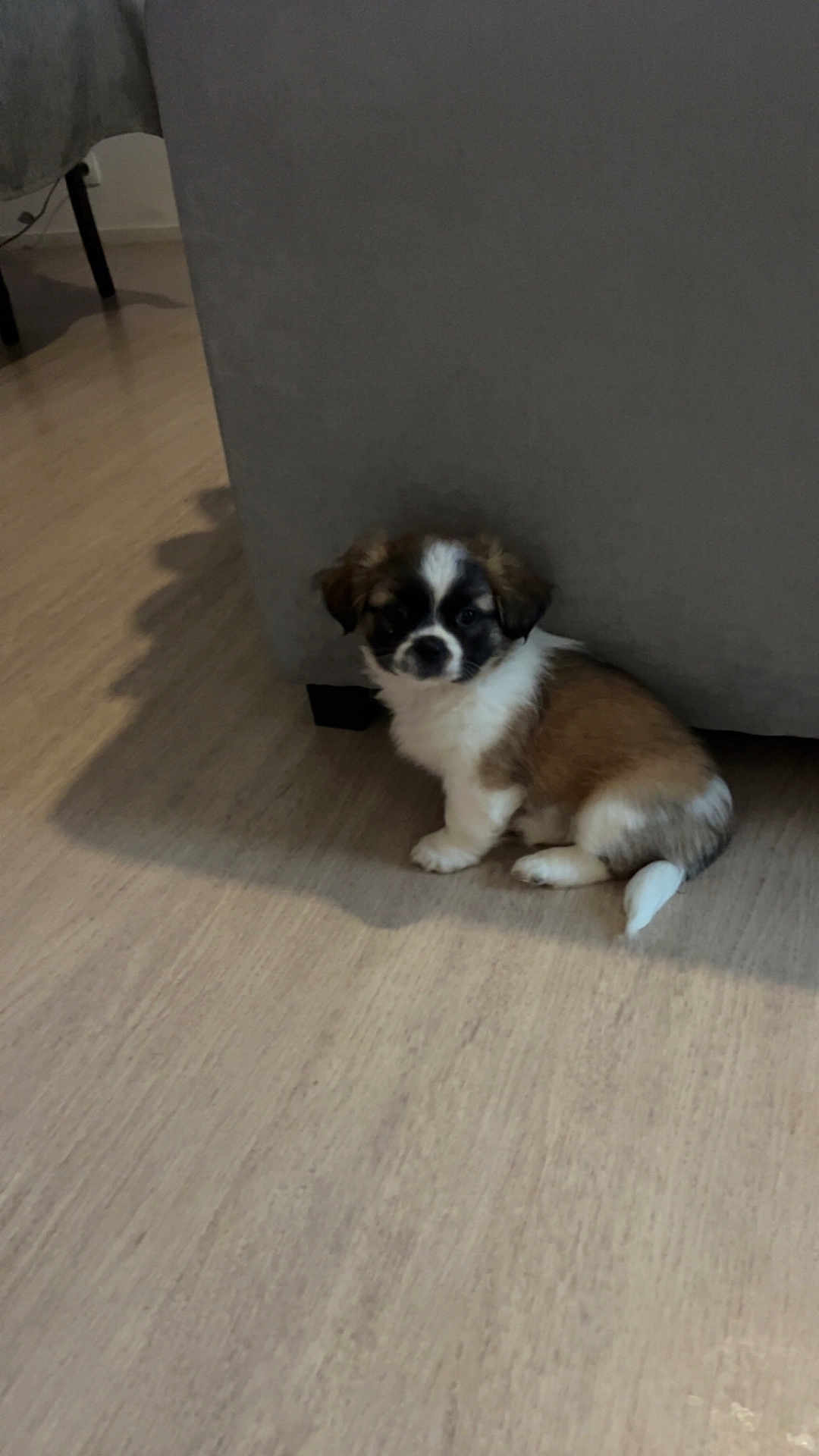 Aïko participe au concours pour gagner de l'argent avec cette photo : puppy, dog, floor, couch, indoor, pet, small, fluffy, brown, white, black, sitting, curious, furniture, home, animal, canine, cute, young, companion