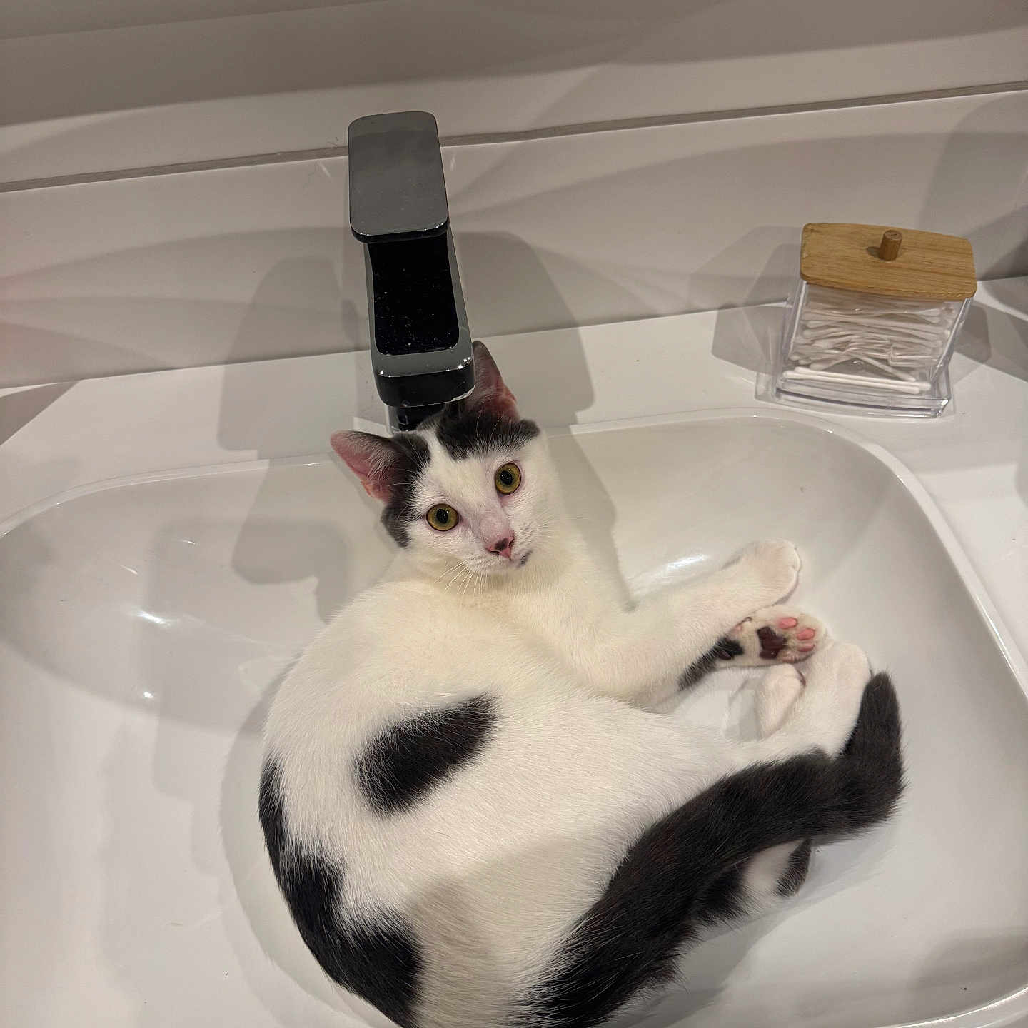 Tokyo a rejoint le concours — aidez-le/la à gagner de superbes lots ! animal, basin, bathing, bathtub, brush, cat, device, electronics, kitten, manx, mobilephone, person, pet, phone, sink, sinkfaucet, tap, tool, tub, wood