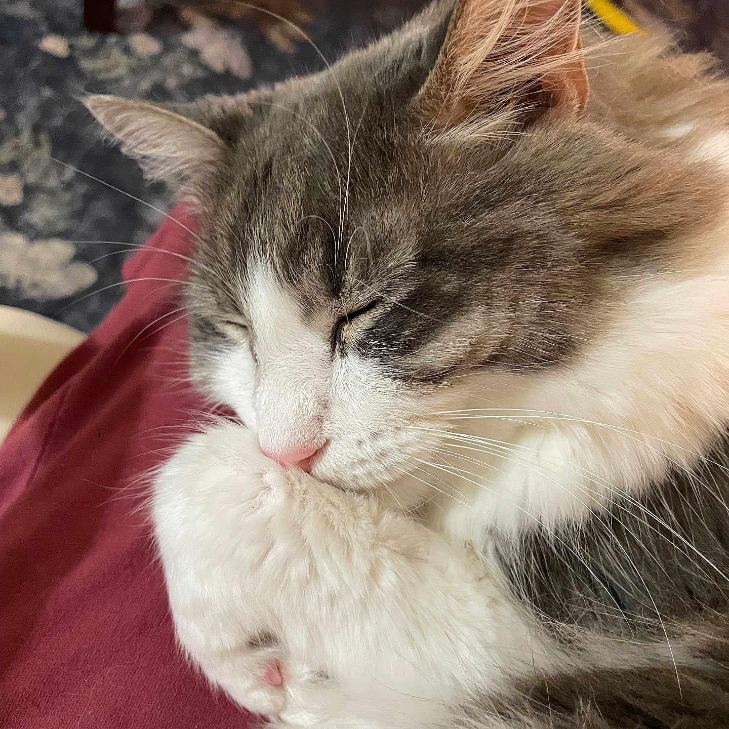 Dexter joined the competition — help win amazing prizes! abyssinian, angora, animal, blanket, bodypart, cat, chair, couch, furniture, hardwood, indoors, kitten, manx, mouth, person, pet, siamese, sleeping, tongue, wood