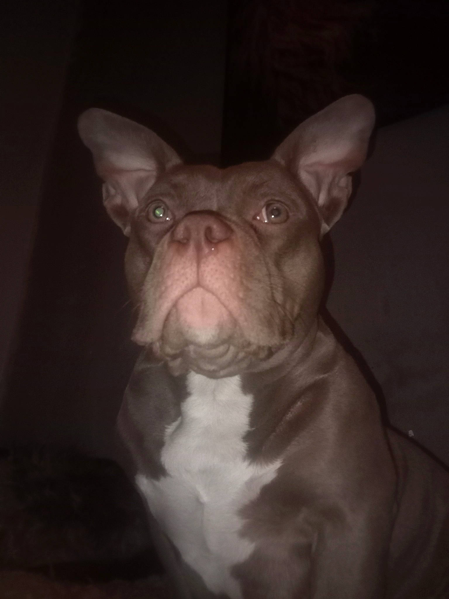 Mara participe au concours pour gagner de l'argent avec cette photo : art, bulldog, carnivore, companion_dog, darkness, dog, dog_breed, ear, fawn, french_bulldog, molosser, non_sporting_group, snout, terrestrial_animal, toy_dog, whiskers, wrinkle