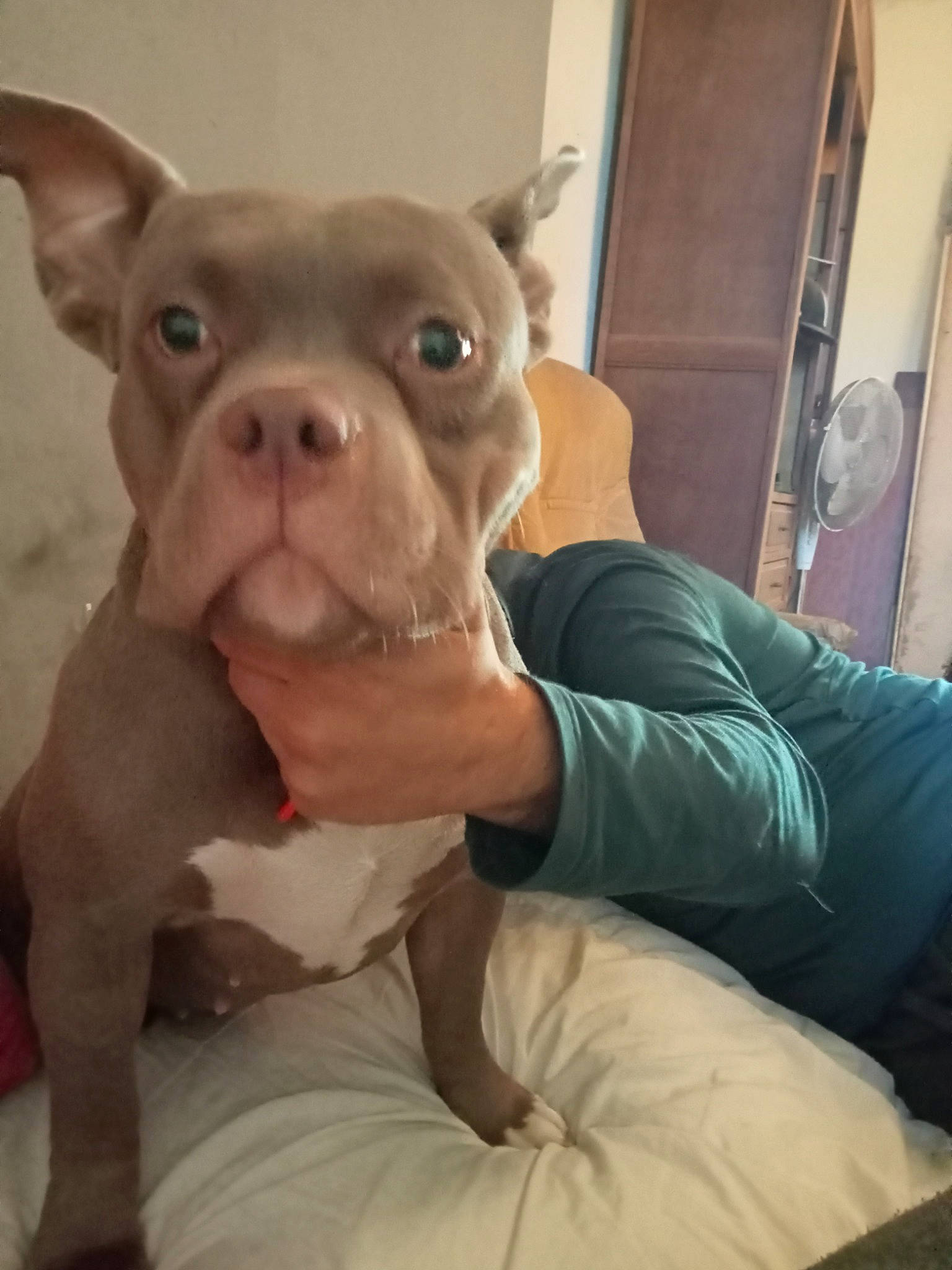 Mara participe au concours pour gagner de l'argent avec cette photo : art, bulldog, canidae, carnivore, comfort, companion_dog, dog, dog_breed, door, ear, fawn, flesh, jaw, snout, sporting_group, terrestrial_animal, toy_dog, whiskers, working_animal, wrinkle