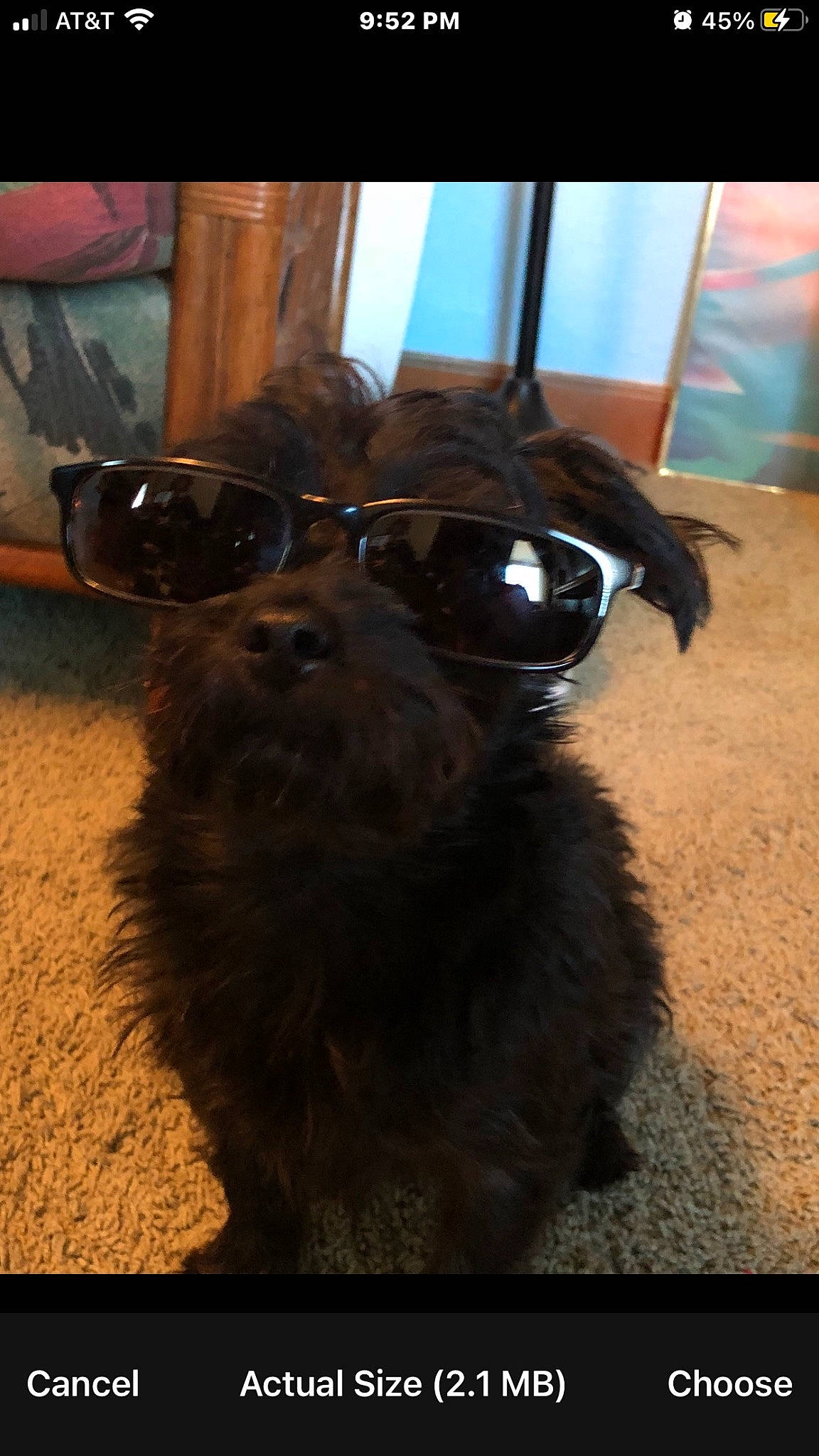 Jr. joined the competition — help win amazing prizes! canidae, carnivore, collar, companion_dog, dog, dog_breed, dog_collar, eyewear, fawn, fur, goggles, liver, pet_supply, snout, sporting_group, sunglasses, tints_and_shades, vision_care, whiskers, working_animal