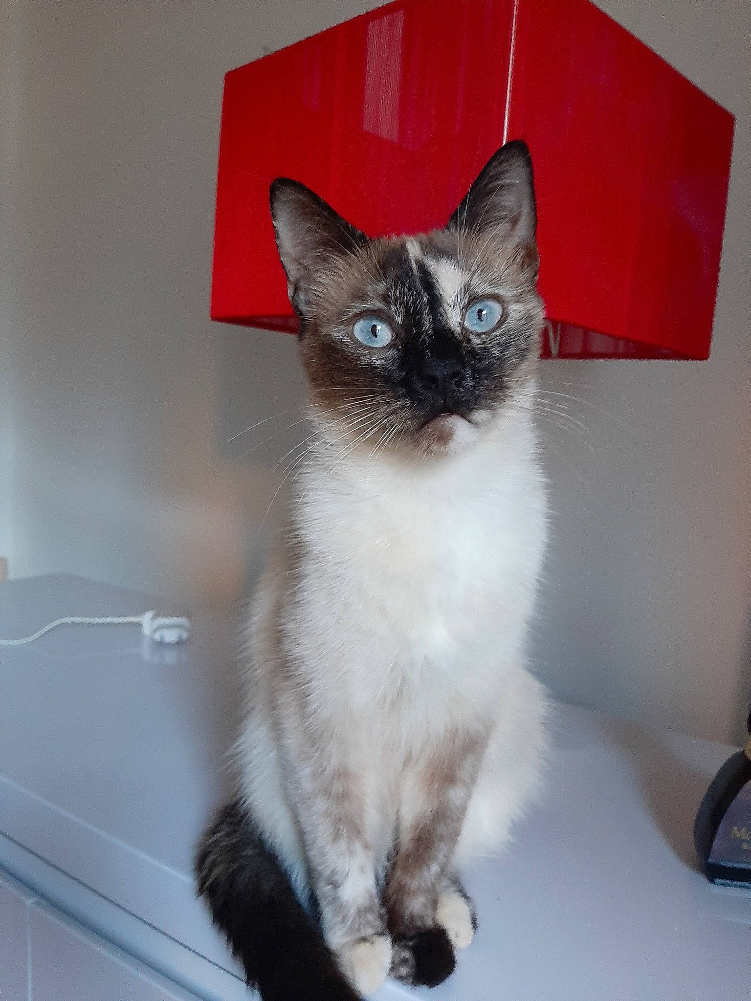 Souky participe au concours pour gagner de l'argent avec cette photo : asian, balinese, birman, carnivore, cat, domestic_short_haired_cat, eye, felidae, himalayan, kitten, mammal, ojos_azules, ragdoll, siamese, small_to_medium_sized_cats, snowshoe, thai, tonkinese, vertebrate, whiskers