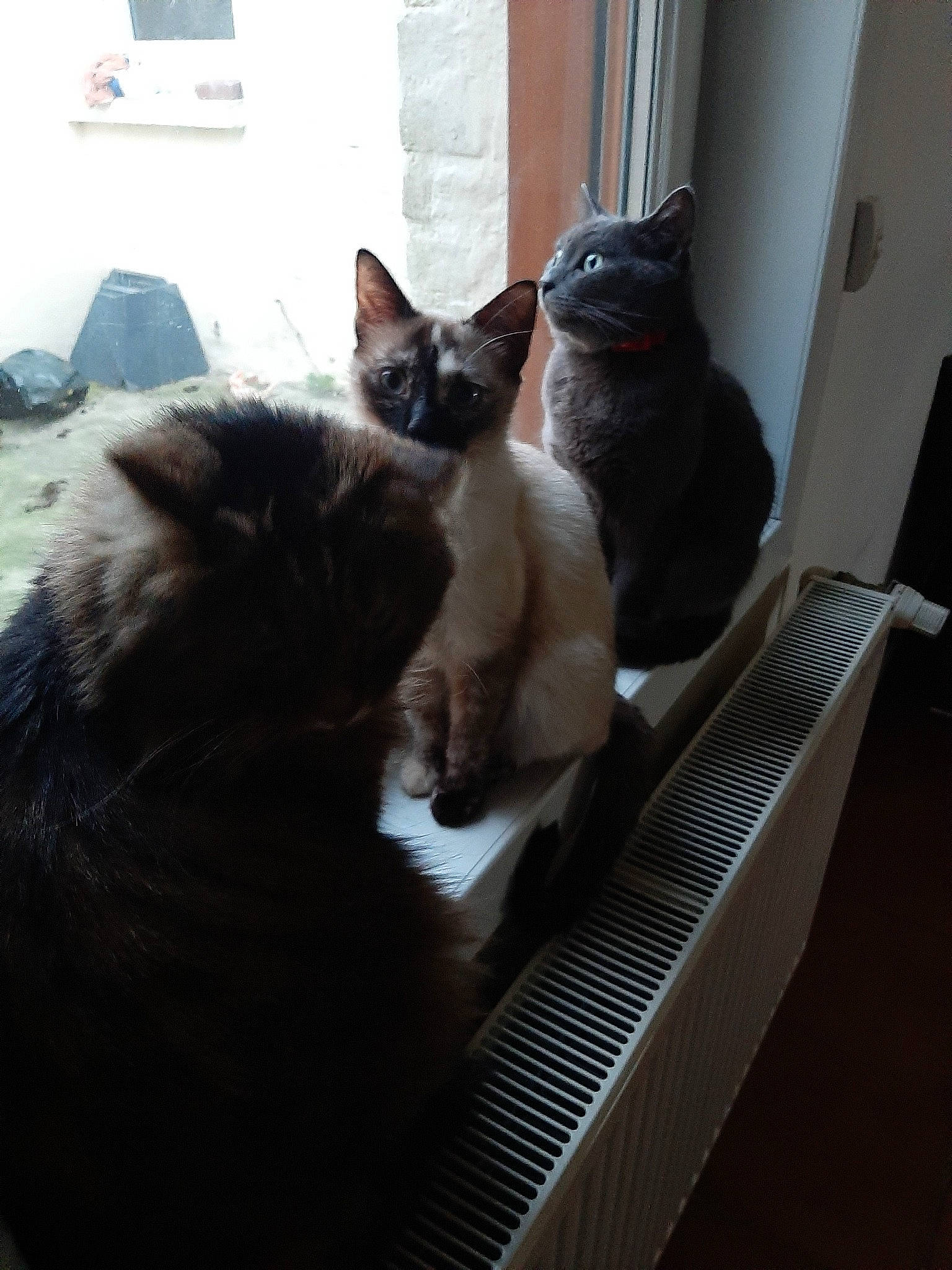 Pitchou Soucky Calin participe au concours pour gagner de l'argent avec cette photo : asian, black_and_white, black_cat, carnivore, cat, domestic_short_haired_cat, fawn, felidae, fur, kitten, mammal, ojos_azules, polydactyl_cat, ragdoll, siamese, small_to_medium_sized_cats, thai, tonkinese, whiskers, window