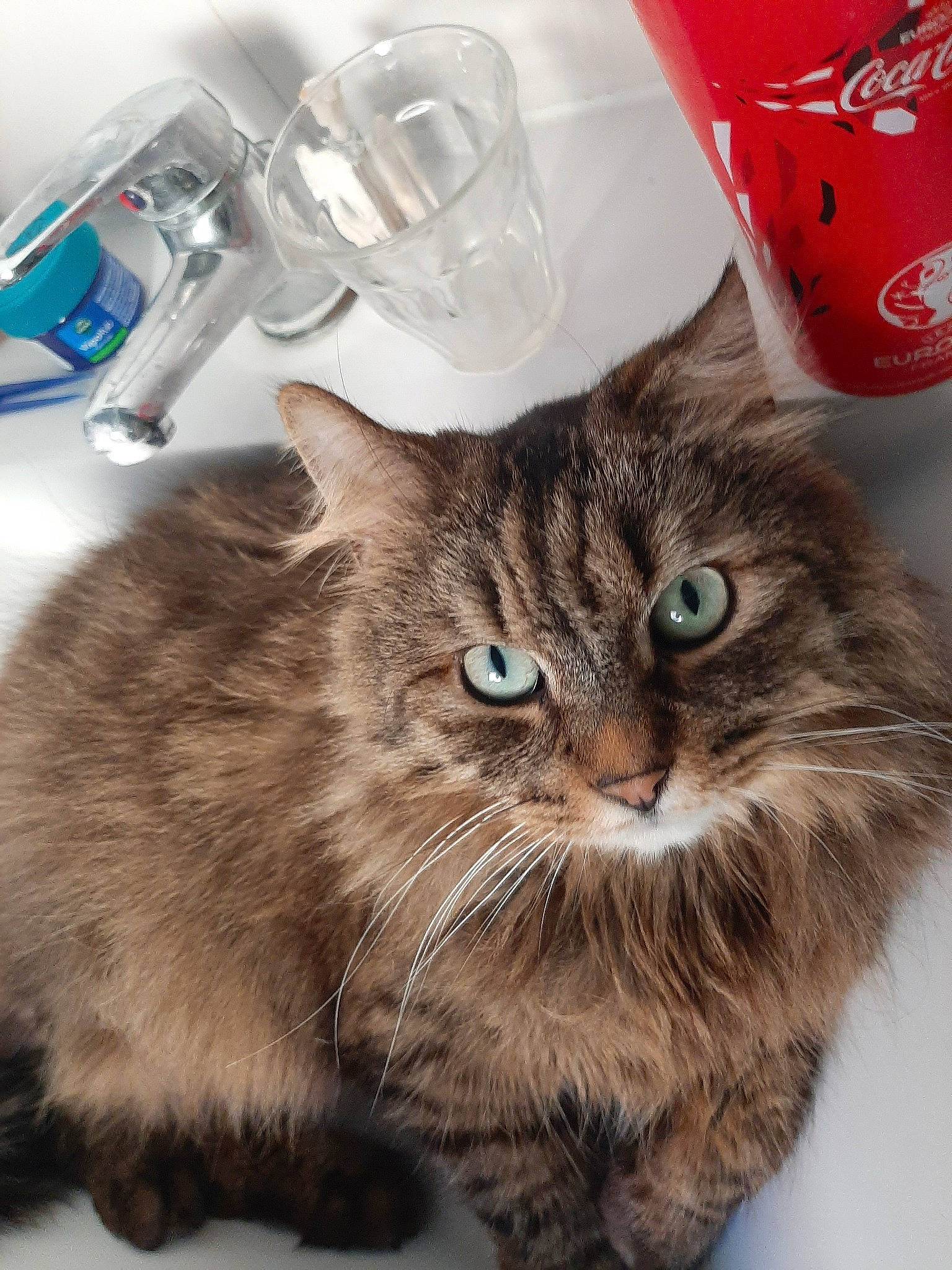 Pitchou a rejoint le concours — aidez-le/la à gagner de superbes lots ! asian_semi_longhair, british_longhair, british_semi_longhair, carnivore, cat, cymric, domestic_long_haired_cat, domestic_short_haired_cat, european_shorthair, felidae, fur, kitten, mammal, norwegian_forest_cat, persian, ragamuffin, siberian, small_to_medium_sized_cats, tabby_cat, whiskers