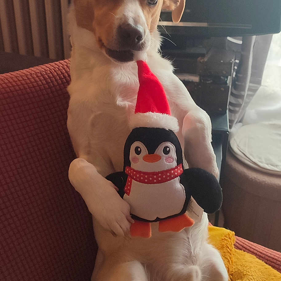 Ulhan a rejoint le concours — aidez-le/la à gagner de superbes lots ! brown_fur, cozy, curtains, cute, dog, furniture, holiday, indoor, penguin, pet, plush_toy, radiator, red_armchair, relaxed, santa_hat, sitting, toy, white_fur, window, yellow_blanket