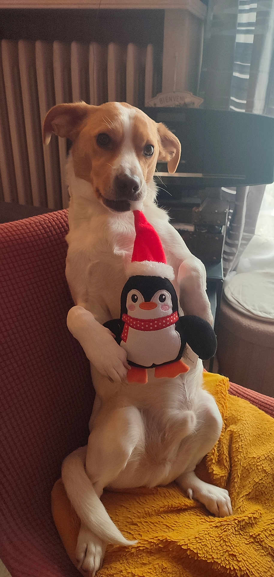 Ulhan a rejoint le concours — aidez-le/la à gagner de superbes lots ! dog, plush_toy, penguin, santa_hat, red_armchair, yellow_blanket, indoor, curtains, window, radiator, furniture, pet, cute, relaxed, sitting, white_fur, brown_fur, toy, holiday, cozy