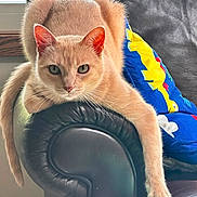 Nala is registered to the contest to win money with this photo: cat, orange_cat, leather_chair, armrest, pillow, colorful_pillow, bird_design, indoor, pet, feline, stretching, relaxed, table, napkin, window, daylight, fur, whiskers, claws, home