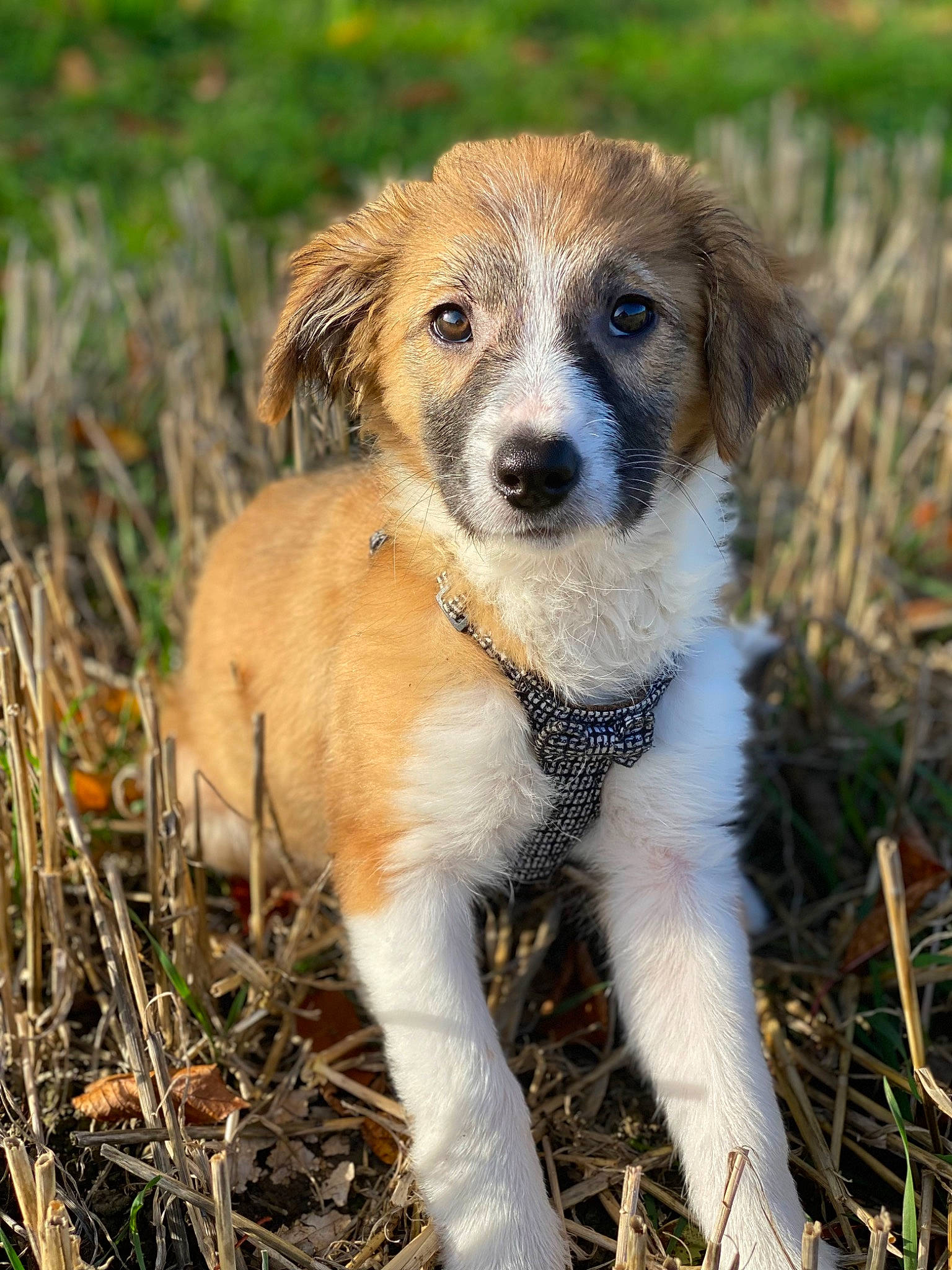 Luna Tuna is registered to the contest to win money with this photo: ancient_dog_breeds, canidae, carnivore, companion_dog, dog, dog_breed, fawn, fur, grass, plant, puppy, soil, sporting_group, street_dog, terrestrial_animal, whiskers, wildlife, working_dog